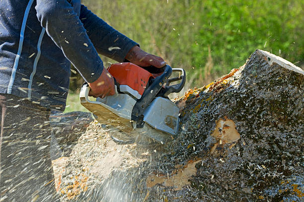 Shannon Hills, AR  Tree Services Company